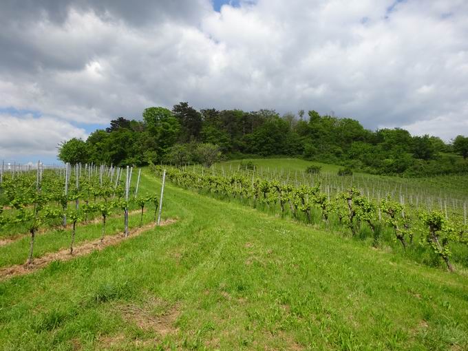 Ebringen im Breisgau