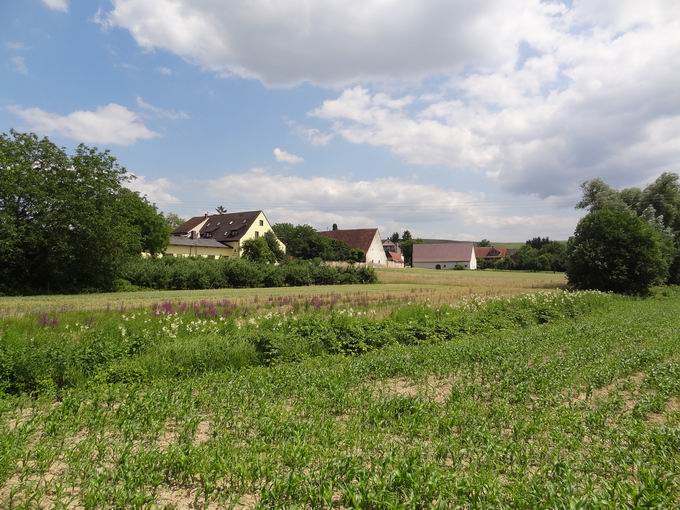 Scherzingen im Breisgau: Sdansicht