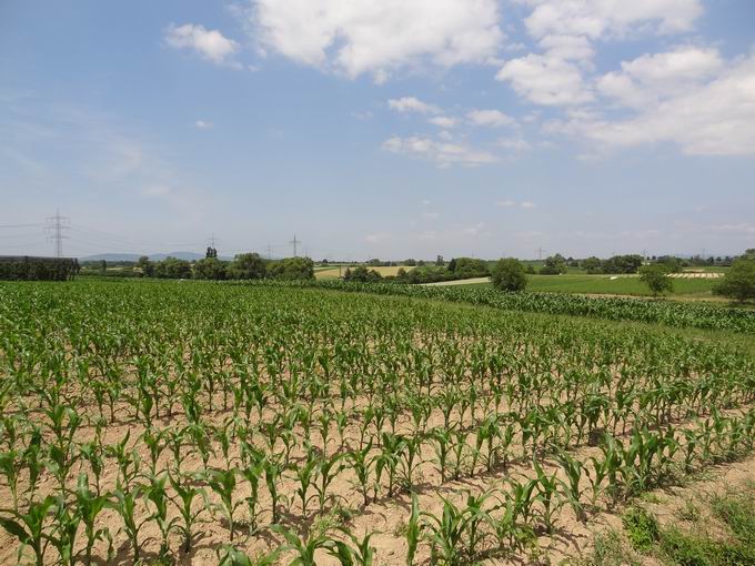 Scherzingen : Blick Unterbuck