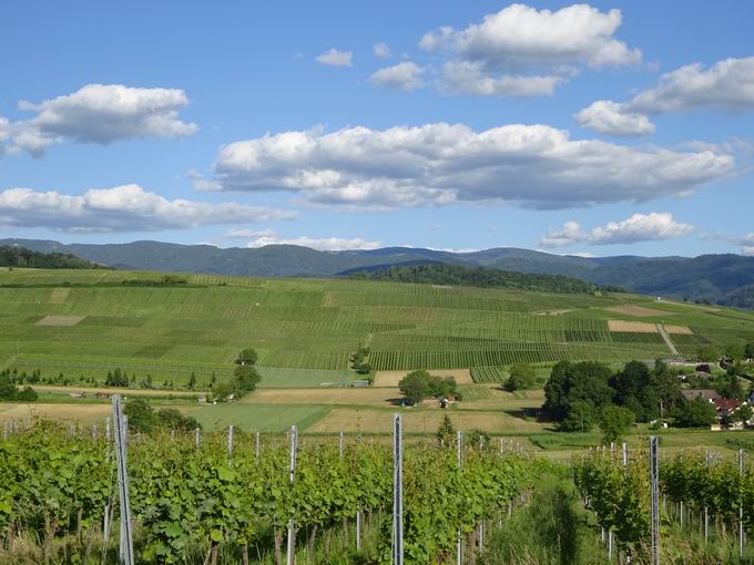 Kirchhofen: Weinlage Batzenberg Ost