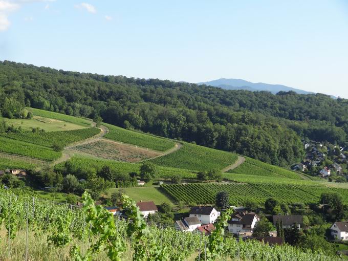 uerer Berg: Blick Ettenberg Pfaffenweiler