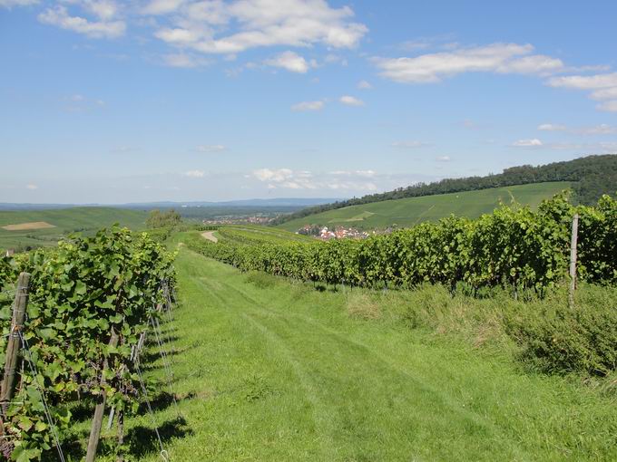 Kirchhofer Berg bei Pfaffenweiler