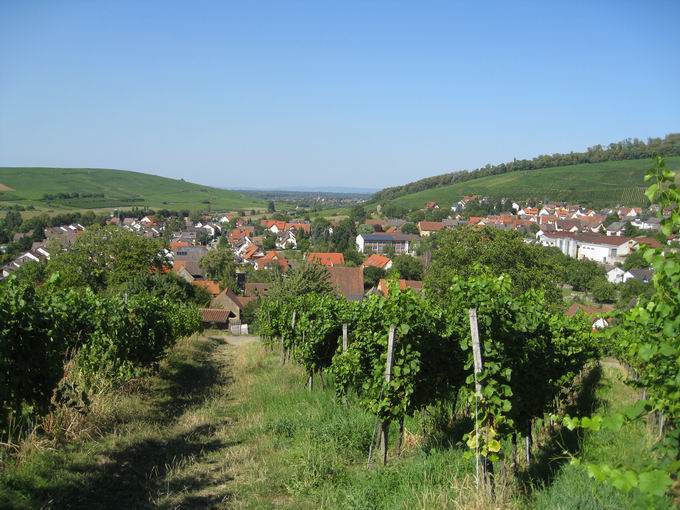 Kirchhofer Berg: Nordblick Pfaffenweiler