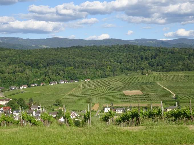 Weinlage Batzenberg: stlicher Bereich