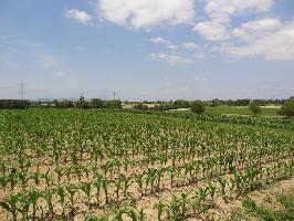 Scherzingen : Blick Unterbuck