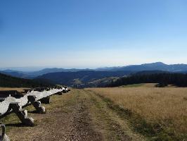 Baumliege bei Todtnauberg